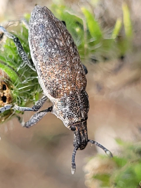 Rhabdorrhynchus echii - kígyósziszbarkó