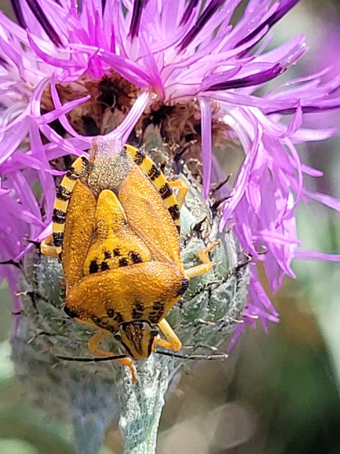 Carpocoris Carpocoris