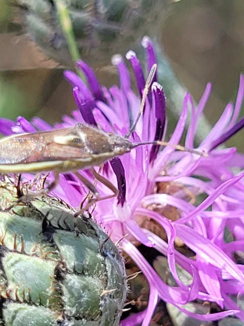 Maccevethus caucasicus