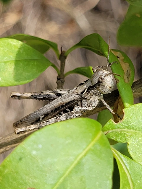 Chorthippus (Glyptobothrus) (subgenus)