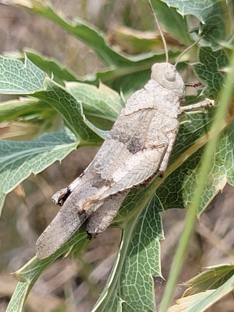 Oedipoda caerulescens - kékszárnyú sáska