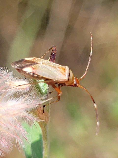 Adelphocoris