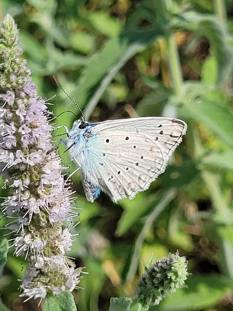 Polyommatus daphnis - csipkés boglárka