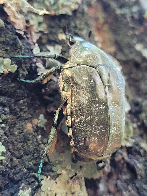 Protaetia marmorata - márványos virágbogár