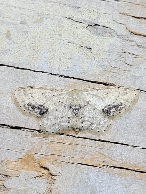 Idaea dimidiata - gyakori apróaraszoló