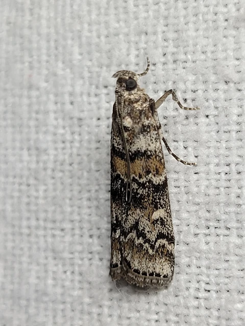 Dioryctria
