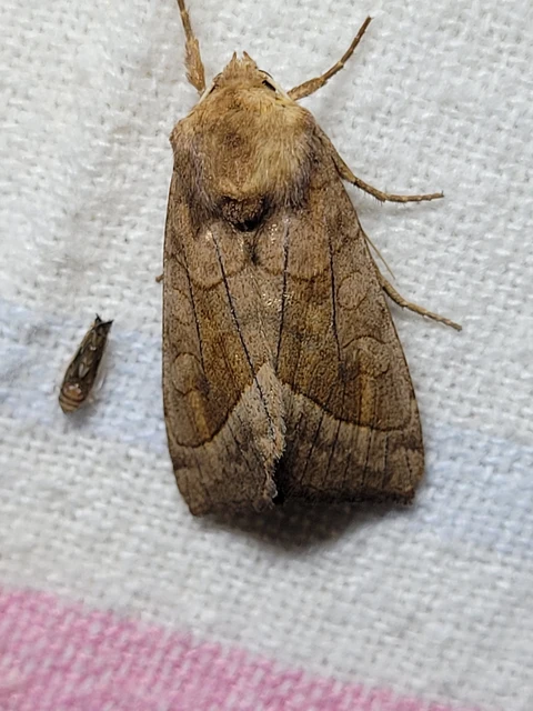 Hydraecia micacea - csillogó acsalapubagoly
