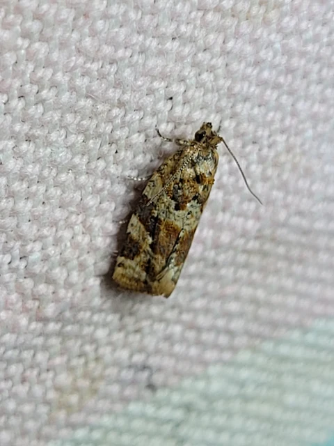 Argyrotaenia ljungiana - ékes sodrómoly