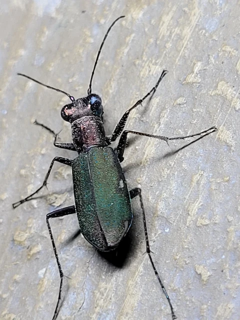Cylindera germanica - parlagi homokfutrinka