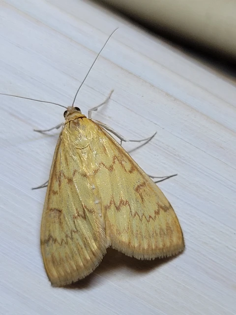 Ostrinia nubilalis - kukoricamoly
