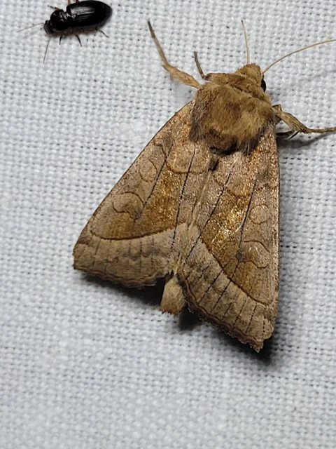 Hydraecia micacea - csillogó acsalapubagoly