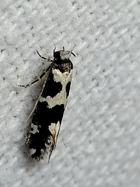 Neurothaumasia ankerella - magyarmoly