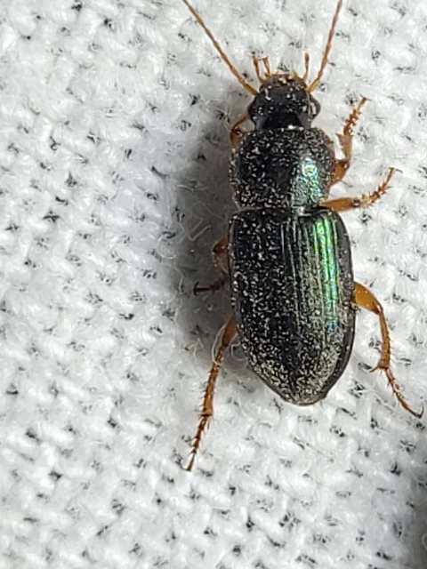 Ophonus azureus - azúrkék bársonyfutó