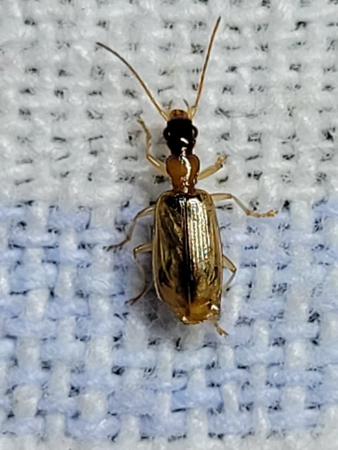 Demetrias atricapillus - buzogányfoltos nádfutó