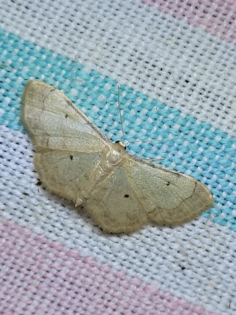 Idaea politaria - vonalas apróaraszoló