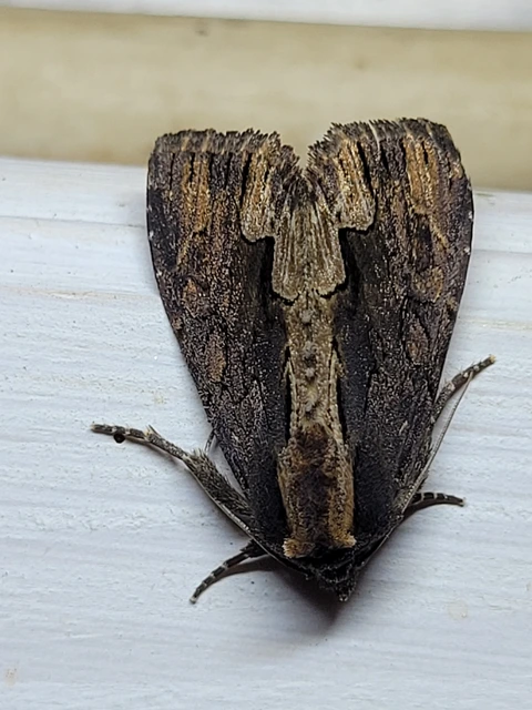 Dypterygia scabriuscula - szurokbarna nyáribagoly