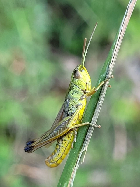 Pseudochorthippus parallelus - közönséges rétisáska