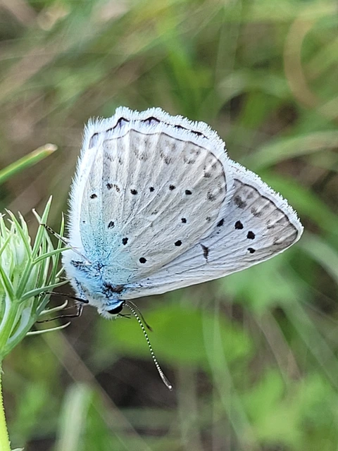 Polyommatus daphnis - csipkés boglárka