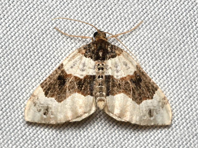Cosmorhoe ocellata - szemes galajaraszoló