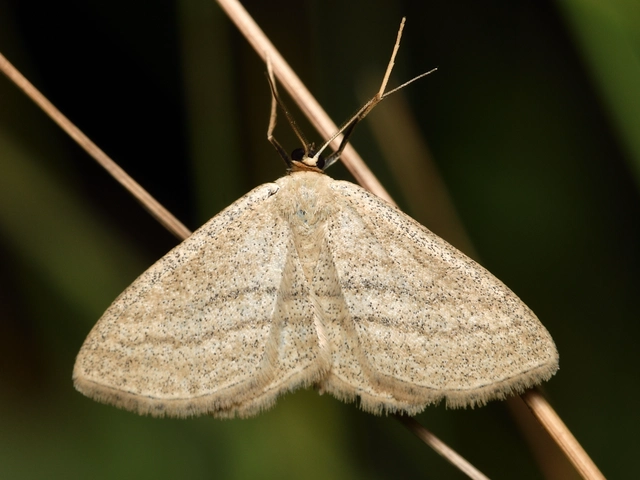 Scopula virgulata - vesszős sávosaraszoló