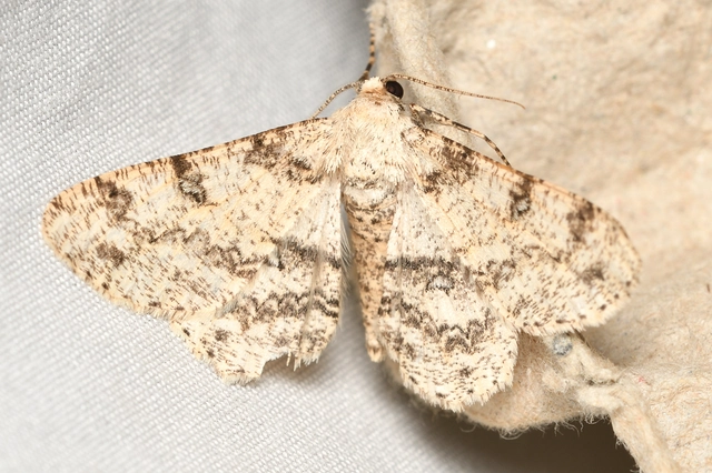 Ascotis selenaria - holdas faaraszoló