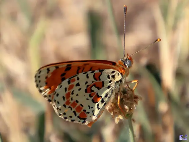Melitaea didyma - tüzes tarkalepke