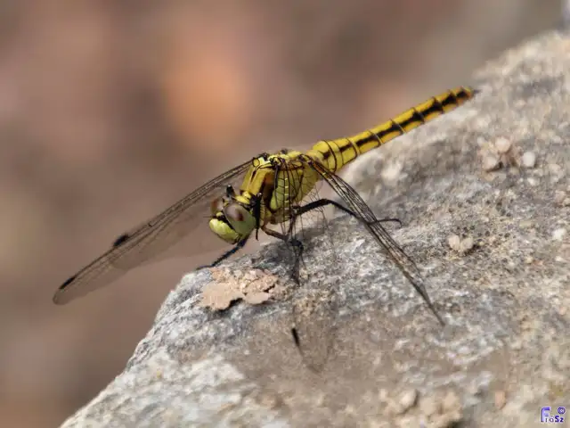 Orthetrum cancellatum - feketefarkú pásztorszitakötő