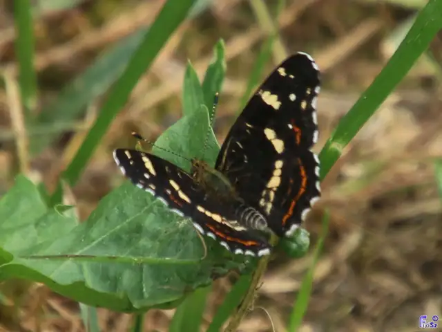 Araschnia levana - pókhálós lepke