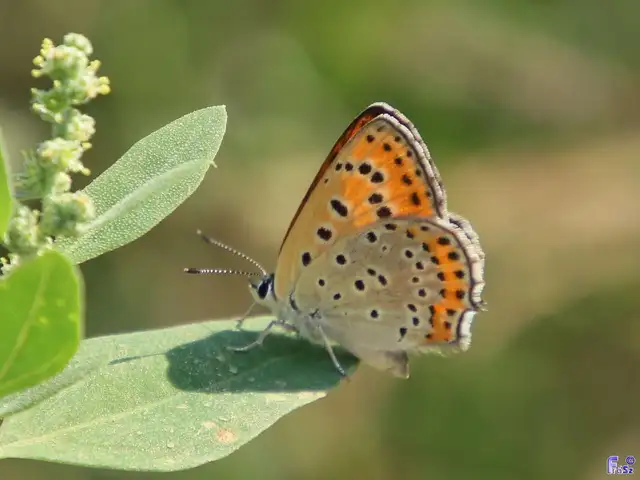 Lycaena thersamon - kis tűzlepke