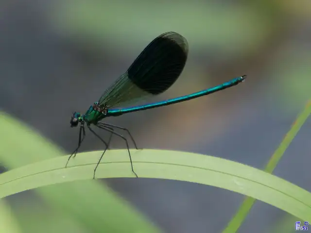 Calopteryx splendens - sávos szitakötő