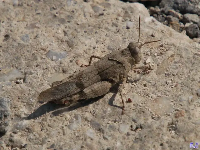Oedipoda caerulescens - kékszárnyú sáska