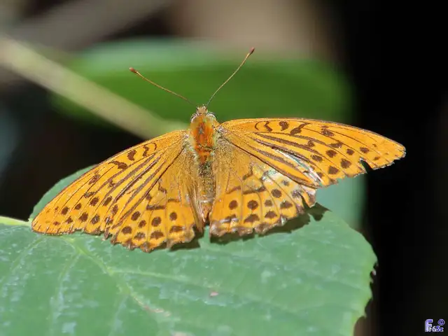 Argynnis paphia - nagy gyöngyházlepke