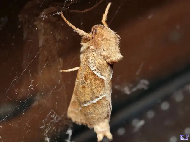 Triodia sylvina - kis gyökérrágólepke
