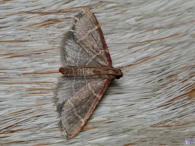 Hypsopygia glaucinalis - rezes fényilonca