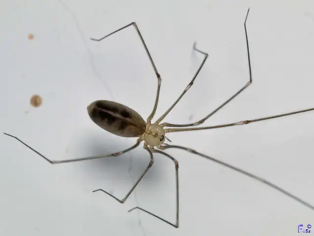 Pholcus opilionoides - kis álkaszáspók