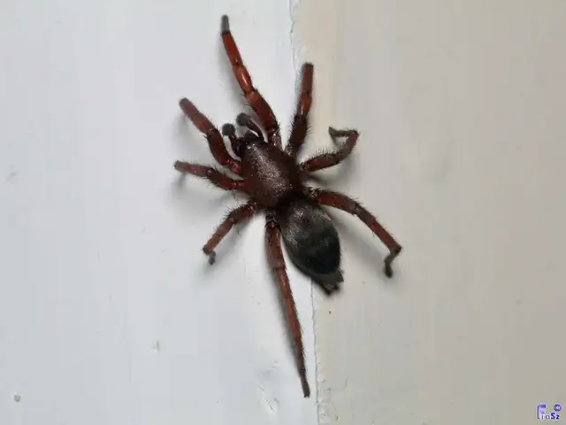 Scotophaeus