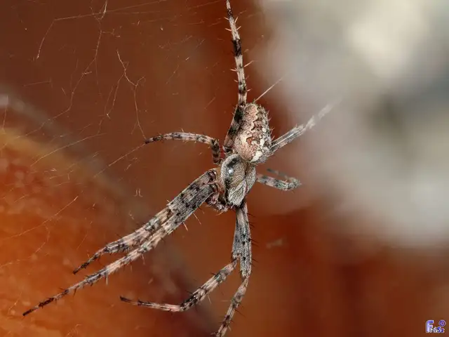 Araneus diadematus - koronás keresztespók
