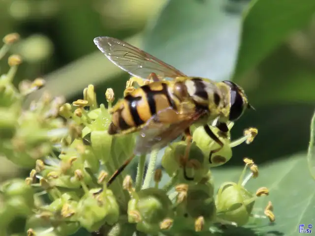 Myathropa florea - halálfejes odúlégy