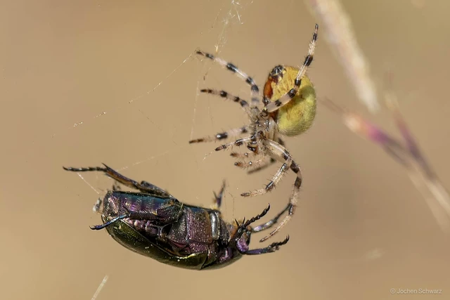 Araneus quadratus - négyes keresztespók