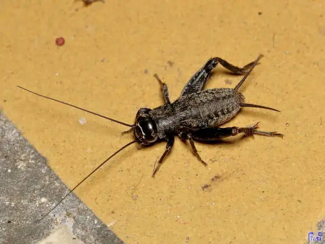Eumodicogryllus bordigalensis - bordói tücsök