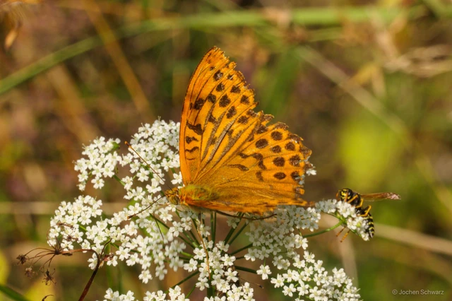 Argynnis paphia - nagy gyöngyházlepke