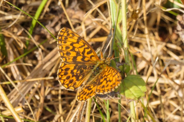 Boloria dia - kis gyöngyházlepke