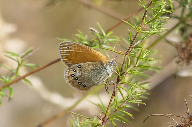 Coenonympha glycerion - közönséges szénalepke