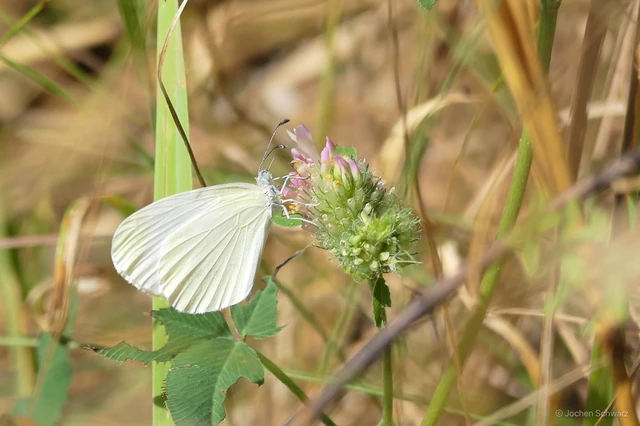 Leptidea sinapis - mustárlepke