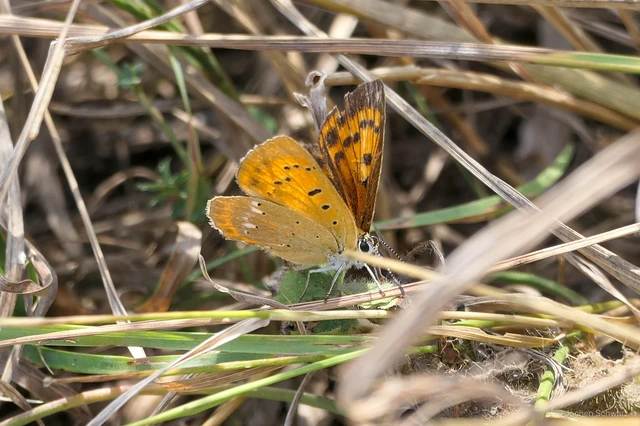 Lycaena virgaureae - arany-tűzlepke