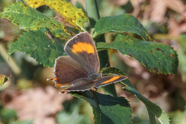 Thecla betulae - nyírfalepke