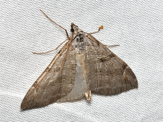 Aplocera plagiata - szürke csíkosaraszoló
