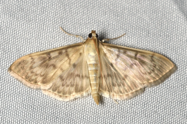 Patania ruralis - csalánevő tűzmoly