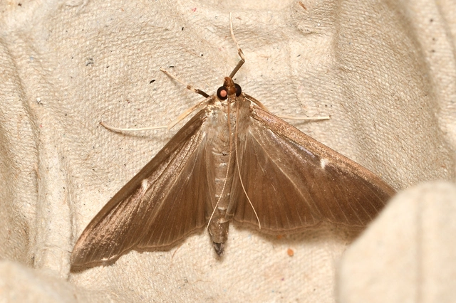 Cydalima perspectalis - puszpáng-tűzmoly