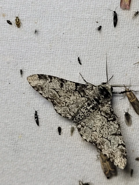 Biston betularia - szürkepettyes araszoló